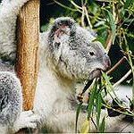 BucketList + Go To Austrailia And Hug ... = ✓