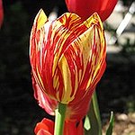 BucketList + See The Tulips In Holland = ✓