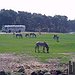 BucketList + Visit Safaripark Beekse Bergen = ✓