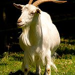 BucketList + Get A Pet Goat = ✓