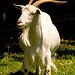 BucketList + Get A Pet Goat = ✓