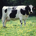 BucketList + Hug A Cow = ✓
