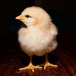 BucketList + Own A Chicken Coop And ... = ✓