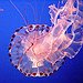 BucketList + Own A Jellyfish Aquarium = ✓