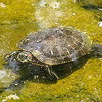 BucketList + Watch Turtles Hatch Then Go ... = ✓