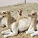 BucketList + Ride A Camel = ✓