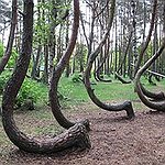 BucketList + Crooked Forest = ✓