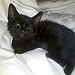 BucketList + Own A Black Kitten Named ... = ✓