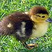 BucketList + Get A Duckling = ✓