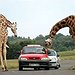 BucketList + Go To A Safari In ... = ✓