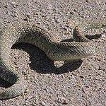 BucketList + Hold A Snake Around My ... = ✓