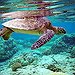 BucketList + See A Sea Turtle = ✓