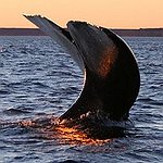 BucketList + Go Whale Watching = ✓
