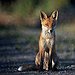BucketList + See A Fox = ✓