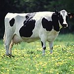 BucketList + Milk A Cow = ✓