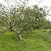 BucketList + Have An Orchard = ✓