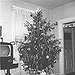 BucketList + Donate A Tree Fully Decorated ... = ✓