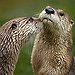 BucketList + Play With Otters. = ✓