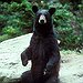 BucketList + Fight A Bear = ✓