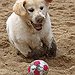 BucketList + Adopt A Dog = ✓