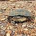 BucketList + Watch Baby Turtles Hatch = ✓