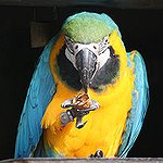 BucketList + Teach The Parrot To Say, ... = ✓