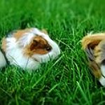 BucketList + Adopt A Stray Animal = ✓