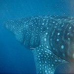 BucketList + Swim With A Whale Shark = ✓
