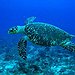 BucketList + Snorkel With Sea Turtles = ✓