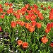 BucketList + Attend A Tulip Festival And ... = ✓
