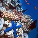 BucketList + Snorkling In Another Country = ✓