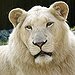BucketList + Go On A Safari In ... = ✓