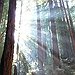 BucketList + Visit Redwood Forest = ✓