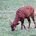 BucketList + See Bongo Antelope/ Viscacha = ✓
