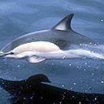 BucketList + Go On A Dolphin Tour = ✓
