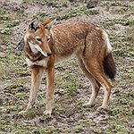 BucketList + Approach A Fox = ✓