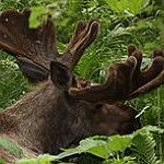 BucketList + Moose Hunting = ✓