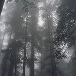 BucketList + Visit Redwood National Park = ✓