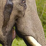 BucketList + Go Ride An Elephant = ✓