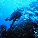 BucketList + Go Scuba Diving In The ... = ✓