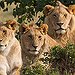 BucketList + Go On A Safari In ... = ✓