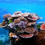 BucketList + Scuba The Great Barrier Reef = ✓