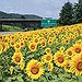 BucketList + Visit Sunflower Field In Tuscany = ✓