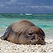 BucketList + Learn Hawaiian = ✓