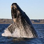 BucketList + Swim With Whales In Tonga = ✓