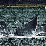 BucketList + See A Whale Jump - ... = ✓