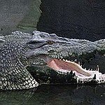 BucketList + See A Crocodile = ✓