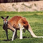 BucketList + Try Kangaroo Pie = ✓