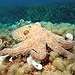 BucketList + Eat Octupus = ✓
