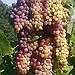 BucketList + Go Grape Stomping = ✓